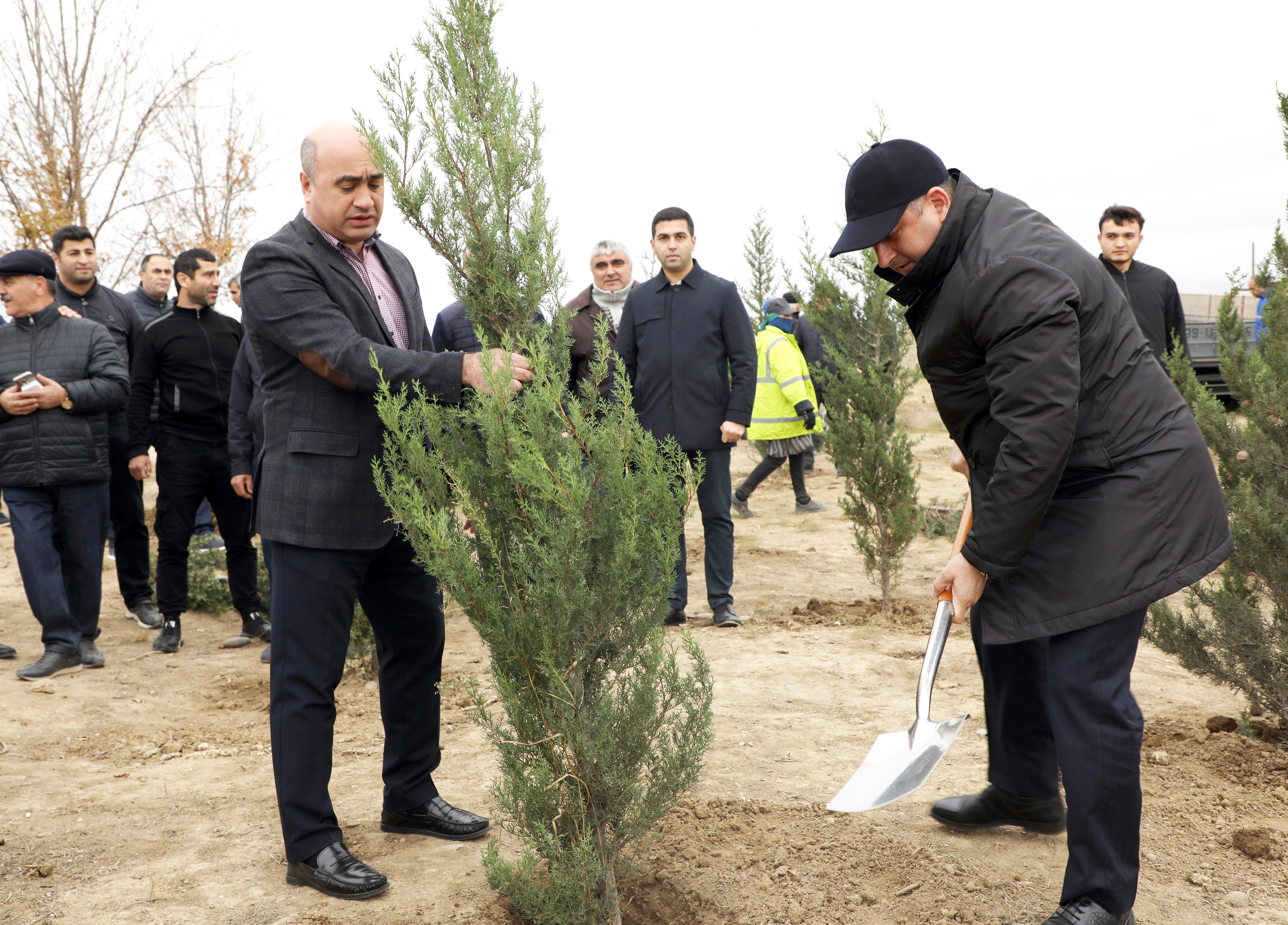 Suraxanıda ağacəkmə aksiyası keçirildi