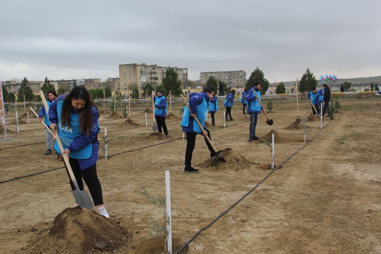 “Yaşıl Marafon” çərçivəsində kütləvi ağacəkmə aksiyaları keçirilib