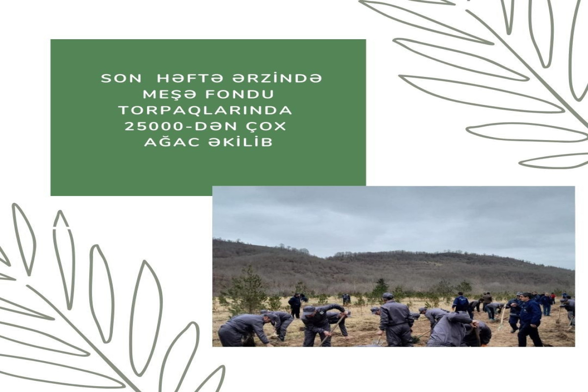 Meşə fondu torpaqlarında 25 mindən çox ağac əkilib