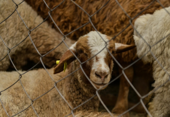 Qurban bayramı günlərində heyvanların satışı və kəsimi xidmətləri göstəriləcək ünvanlar açıqlanıb - SİYAHI